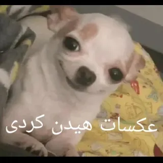 🐶 عکسات هیدن کردی Hund, Chihuahua, Tier, Haustier, versteckt, Fotos telegram sticker
