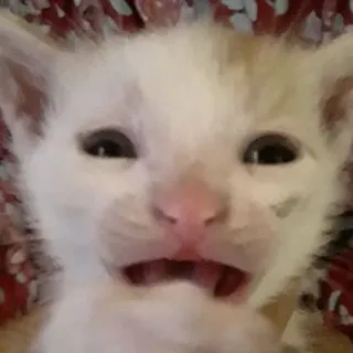 🙁 mèo con, mèo, động vật, thú cưng, dễ thương, hài hước, khuôn mặt telegram sticker