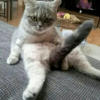 🐈 고양이, 동물, 애완동물, 회색 고양이, 집고양이, 포유류 telegram sticker
