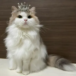 🐈 Katze, Krone, Tier, Haustier, süß, flauschig, Hauskatze telegram sticker