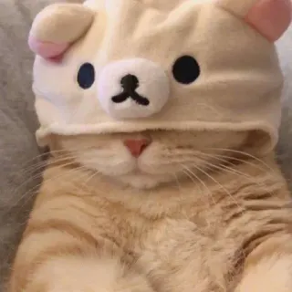🙃 cat, cute, bear, animal, pet, kitten telegram sticker