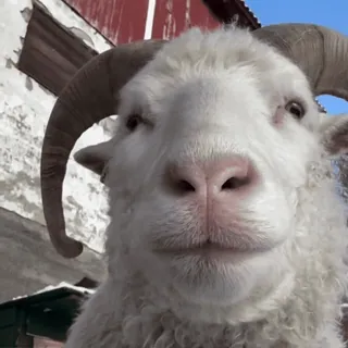 🐏 widder, schaf, tier, hörner, bauernhof, säugetier, weiß, ziege telegram sticker