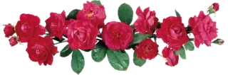 🌹 ดอกไม้, ดอกกุหลาบ, สีแดง, ลายดอก, ธรรมชาติ, ช่อดอกไม้ telegram sticker