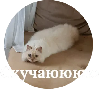 ❤ Скучаю кот, длинный кот, кот с длинным телом, домашнее животное, животное, русский, текст, милый whatsapp sticker