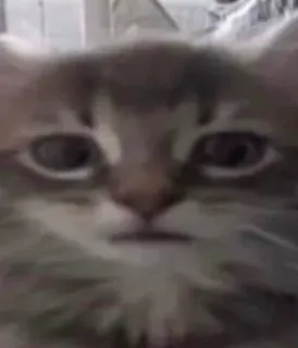 😐 cat telegram sticker