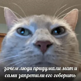 😒 зачем люди придумали мат и сами запретили его говорить แมว, ข้อความรัสเซีย, มีม, สัตว์ telegram sticker