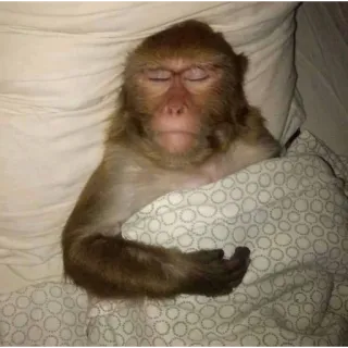 😴 małpa, śpiący, zwierzę, łóżko, słodki telegram sticker