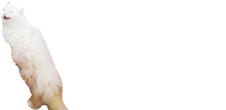 😂 cat, white, cute, fluffy telegram sticker