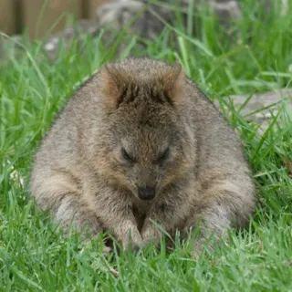 😞 Quokka, Zwierzę, Torbacz, Australia, Dzikie zwierzęta, Natura telegram sticker