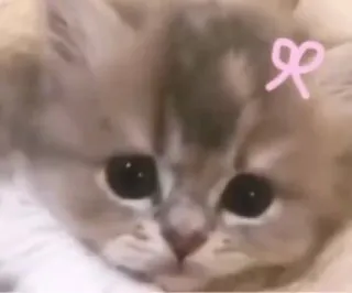 🙂 kucing, anak kucing, imut, hewan peliharaan, hewan, pita whatsapp sticker