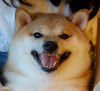 😁 chien, shiba inu, sourire, animal, mème, souriant, drôle telegram sticker