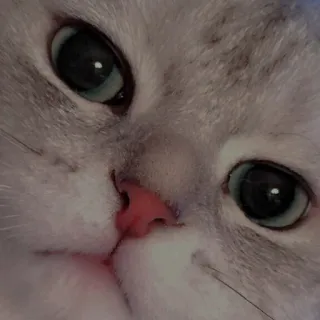 💗 kat, dier, huisdier, kitten, schattig, zoogdier, huiselijk telegram sticker