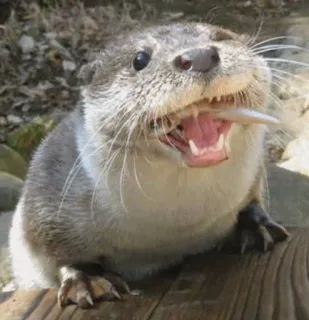 😋 otter, animal, fish, wildlife, cute, mammal telegram sticker