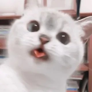 🎀 猫, 搞笑, 可爱, 动物, 表情包 telegram sticker
