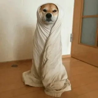 🙂 chien, shiba inu, emballé, couverture, drôle, animal de compagnie telegram sticker