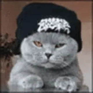 😣 cat, hat, animal, pet whatsapp sticker