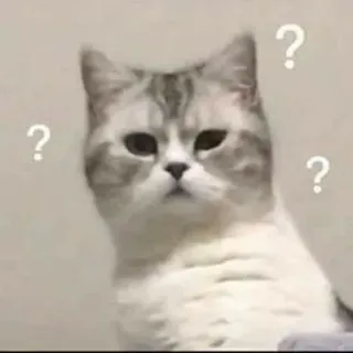 ‼️ Katze, Frage, verwirrt, süß, Tier, denkend telegram sticker
