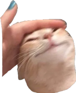🥰 cat, pet, animal, cute, domestic, mammal telegram sticker