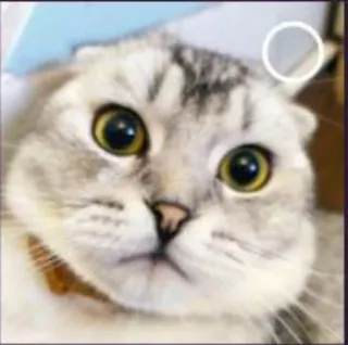 🌟 cat, cute, animal, pet, scottish fold whatsapp sticker