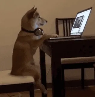 💻 perro, ordenador, auriculares, oficina, mascota telegram sticker