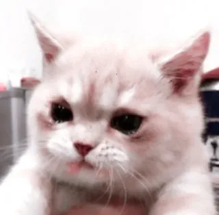 🌷 kat, verdrietig, schattig, dier, kitten telegram sticker