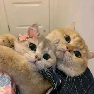 ❤️ gatti, carino, animali, animali domestici, gattino telegram sticker