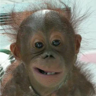 😏 scimmia, scimmia antropomorfa, orango, animale, carino, zoo whatsapp sticker