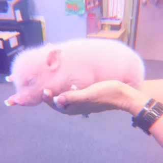 🐽 pig, cute, animal, baby, pink, sleeping telegram sticker