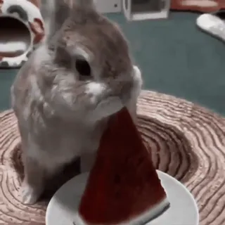 🍧 coelho, coelhinho, melancia, animal, fofo, animal de estimação, comida telegram sticker