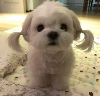 😐 dog, puppy, maltese, cute, animal, pet telegram sticker
