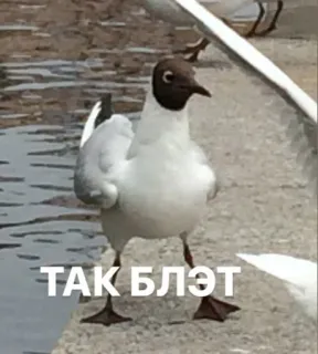🤬 ТАК БЛЭТ telegram sticker
