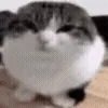 😺