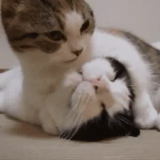 😽 chat, chaton, animal de compagnie, animal, mignon, domestique, félin, mammifère telegram sticker