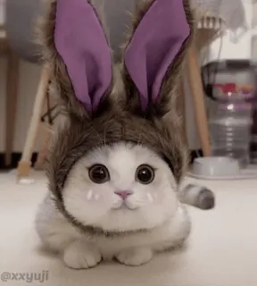 Cute kitty 🐱 ❤💕 @r_squared_rishabh — @stckrRobot whatsapp stickers
