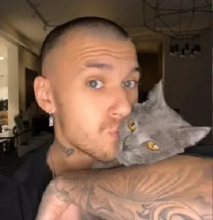 😘 homem, gato, animal de estimação, animal, retrato, amizade, gato cinza, selfie telegram sticker