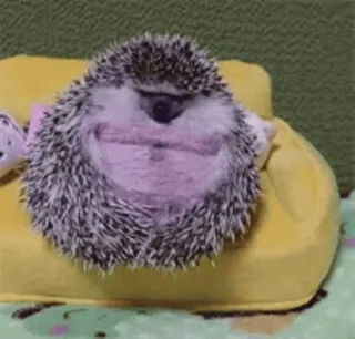 🦔 ёж, животное, милый, диван telegram sticker