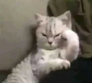 😒 gatto, dito medio, scortese, gesto, animale, meme telegram sticker
