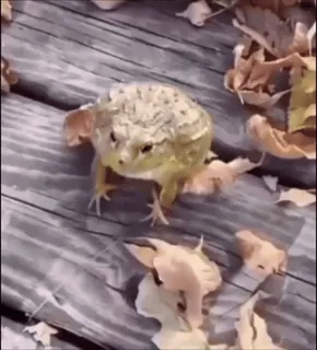 🤩 grenouille, animal, nature, feuilles, crapaud, faune whatsapp sticker