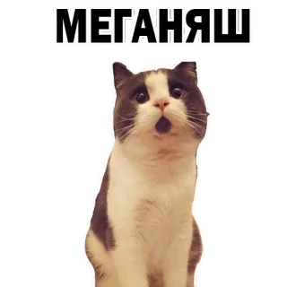 😍 МЕГАНЯШ gato, animal, meme, animal de estimação whatsapp sticker