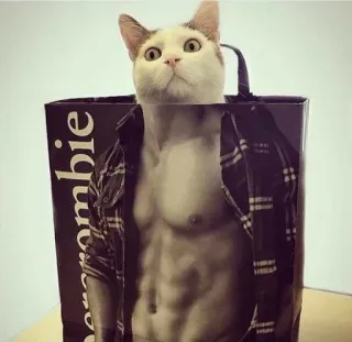 🎥 abercrombie cat, funny, humor, animals, pet, shopping bag, abercrombie telegram sticker