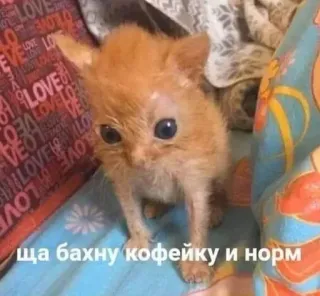 ☕️ ща бахну кофейку и норм cat, kitten, coffee, meme, funny, cute telegram sticker