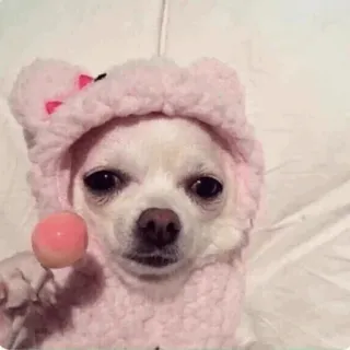 🐩 dog, chihuahua, lollipop, cute, pet, animal, pink, funny telegram sticker