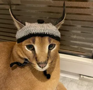 ☺️ floppa, caracal, cat, hat, cute, animal telegram sticker