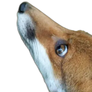 👁 fox, animal, eye, wildlife, mammal telegram sticker