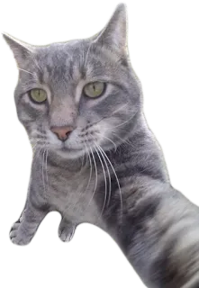 😺 cat, gray cat, pet, animal, domestic cat telegram sticker
