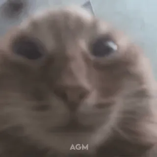👀 AGM gatto, animale, animale domestico, meme, divertente telegram sticker