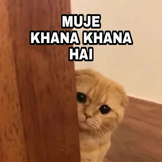 🍁 MUJE
KHANA KHANA
HAI Katze, Meme, süß, Haustier, Tier, hungrig telegram sticker