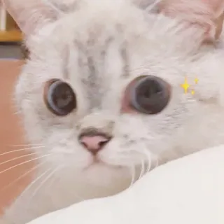 🐈 猫, かわいい, 愛らしい, 子猫, ペット, 動物, キラキラ whatsapp sticker