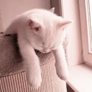 🐈 Katze, Tier, Haustier, süß, Kätzchen, Haustier whatsapp sticker