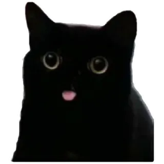 😸 cat, black cat, meme, animal, pet, tongue out, funny, sticker telegram sticker